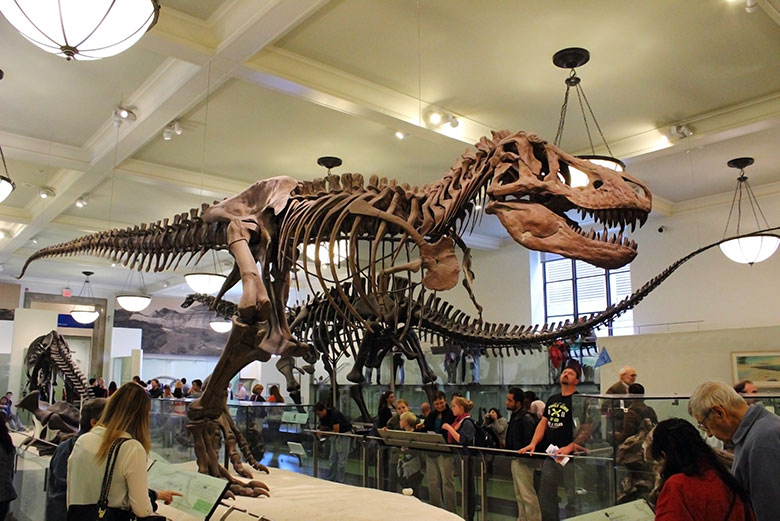 AMERICKÉ MUZEUM PŘÍRODNÍ HISTORIE (AMERICAN MUSEUM OF NATURAL HISTORY)
