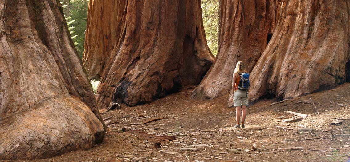 Sequoia národní park