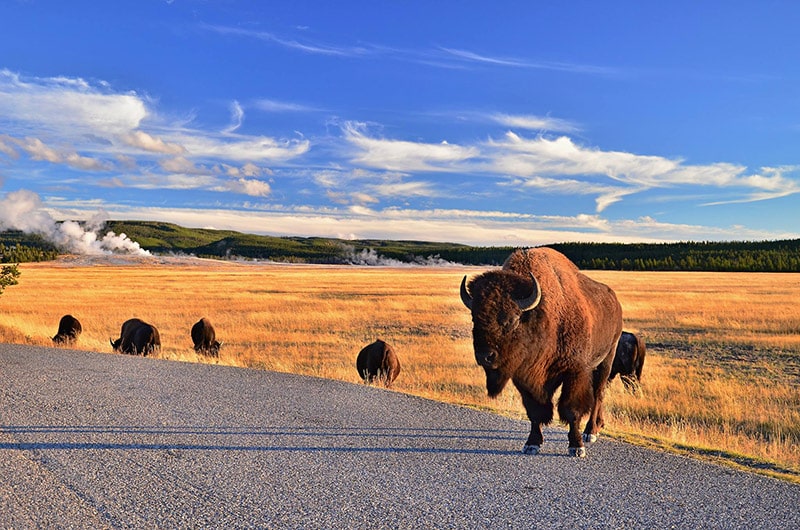 Yellowstone národní park