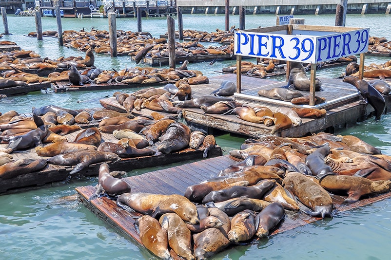 San Francisco - Lachtani na Pier 39