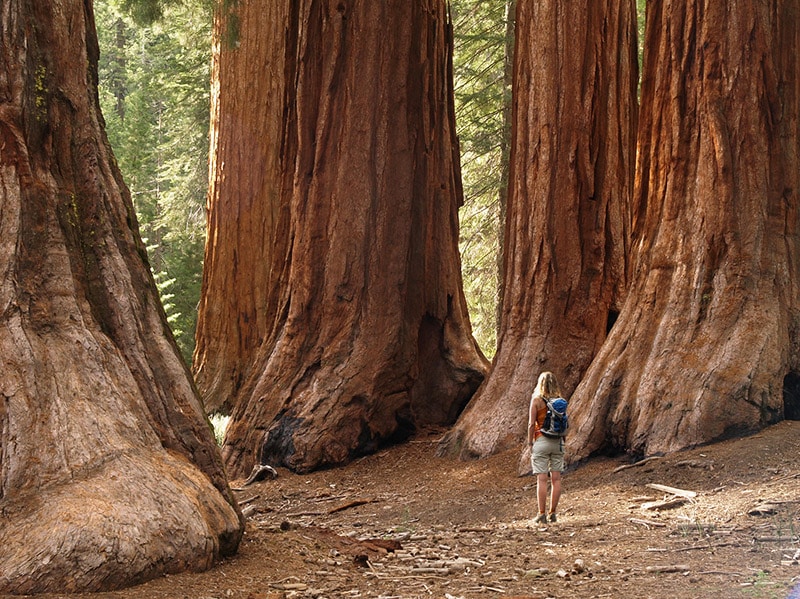 Sekvoja stromy v Yosemite