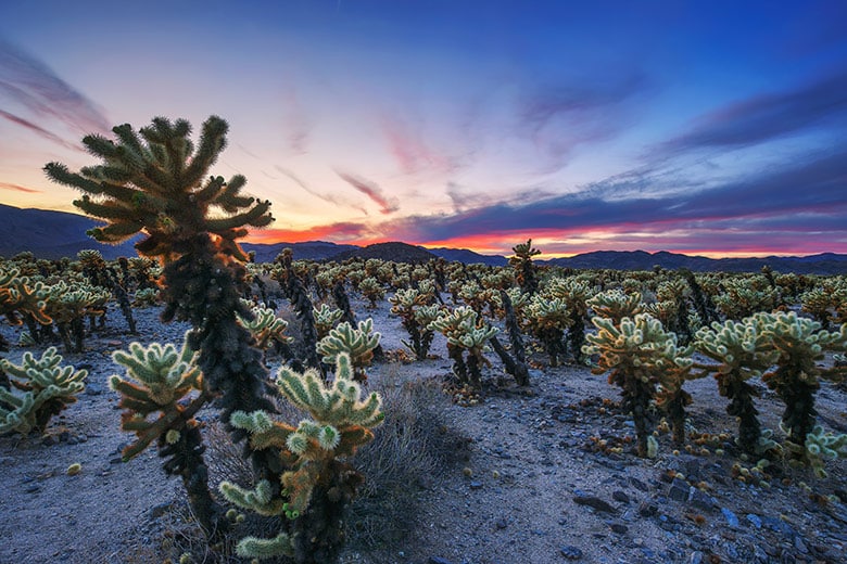 Kaktusy Cholla v parku Joshua Tree