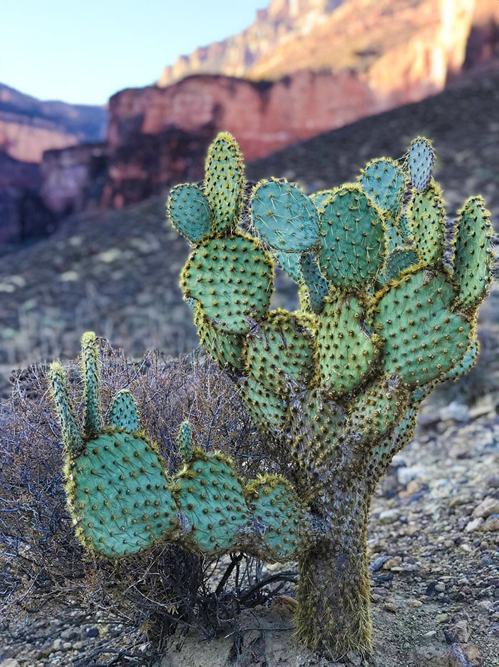 Kaktusy v Grand Canyonu