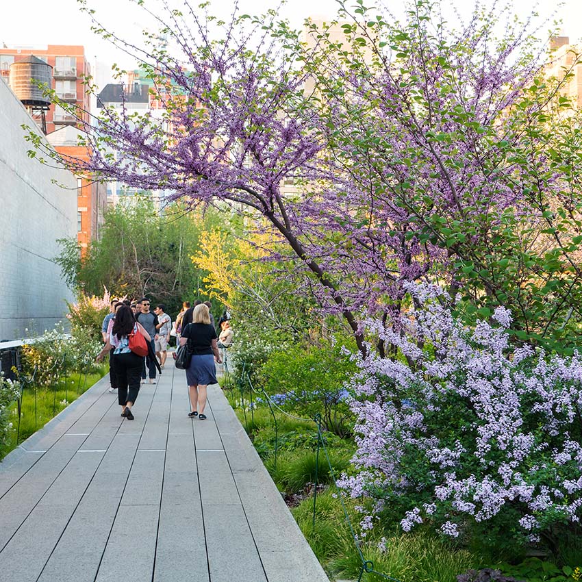 Kvetoucí stromy v parku High Line
